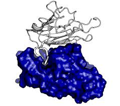 蛋白/多肽